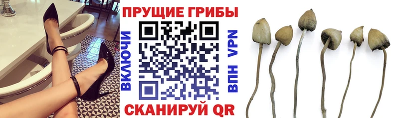 Купить где  Сосногорск  Псилоцибиновые грибы прущие грибы 